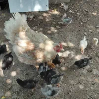 مرغ کرچ به همراه جوجه