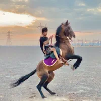 اسب  معاوضه با موتور