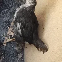 جوجه معامله با کبوتر