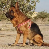 ژرمن شپرد