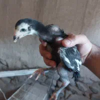 جوجه لاری ۴۰ روزه