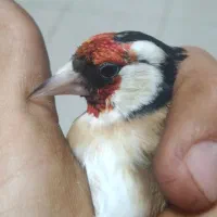 سهره گل بلند