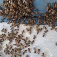 زنبور با جعبه یا بدون جعبه بفروش میرسد