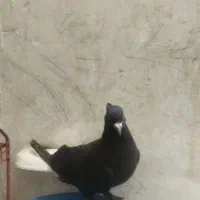 زاغ دم سفید نر