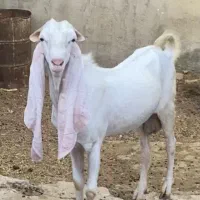 پاژن گلابی