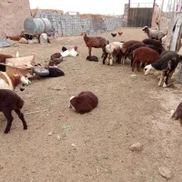 بره درجه یک پلوار