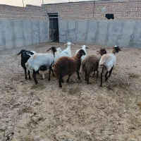 فروشی