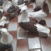 کفتر انتیک