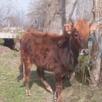 لیشه‌چالوسی‌گوساله‌ماده