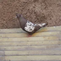 کبوتر