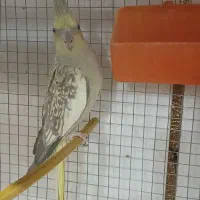 عروس هلندی نر