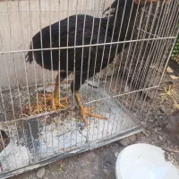 فروش جوجه لاری
