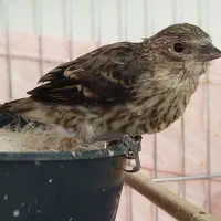 سهره قناری