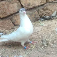 خال نر بدون غلط