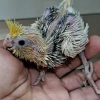 جوجه عروس  هلندی
