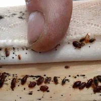 سمپاشی سوسک ساس موریانه کنه موش بید با ضمانت