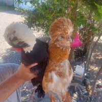 تخم لهستانی و کوشین