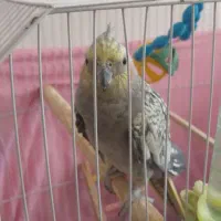 عروس هلندی