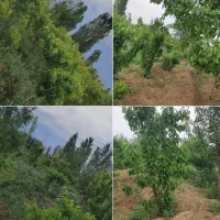 باغ-به-مساحت-تقریبی-یک-طناب