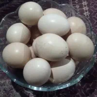 تخم مرغ تازه نطفه دارفروشی