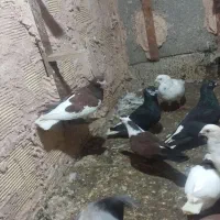 13کفتر پرشی