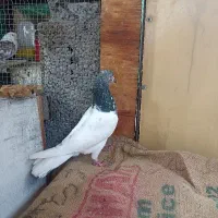 یک کفتر