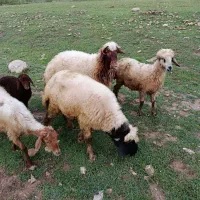 قوچ|حیوانات مزرعه|دورود, |دیوار