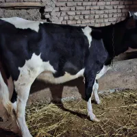 گوساله ماده