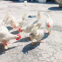 جوجه سفید (مرغ و خروس)
