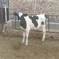 گوساله