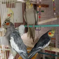 عروس هلندی جفت وجوجه ۵ماهه