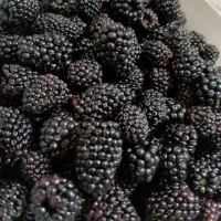 تمشک تازه و نوبر جنگلی بزرگ