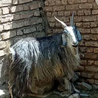 فروش یک عدد بز