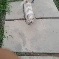 سگ پاکوتا