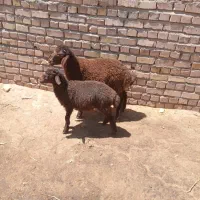 بره همو و هترو