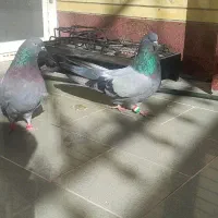 گچی نرو ماده پاک رو تخم