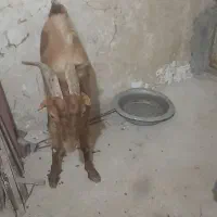 پازن برای فروش