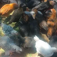 جوجه محلی