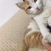 گربه گم شده