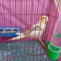عروس هلندی