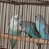 جوجه مرغ عشق