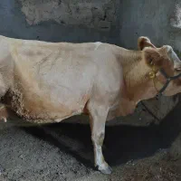 گاوسالم وسرحال باگوساله مناسب برای نگهداری