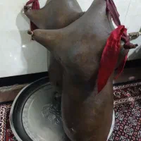 فروش هیزه