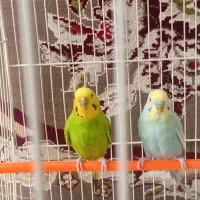 یک جفت مرغ عشق