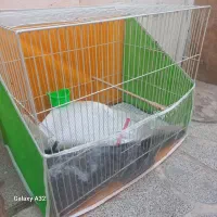 ۲ عدد قفس ۵۰۰