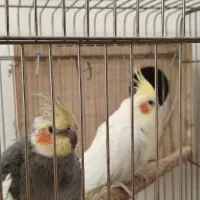 عروس هلندی نر و ماده