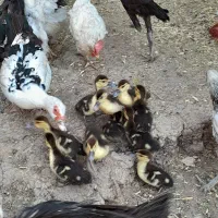 جوجه اردک جوجه لاری