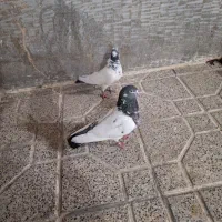 یک جفت کله دم سبز مُهر