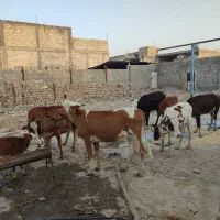 گاو|حیوانات مزرعه|رومشکان, |دیوار