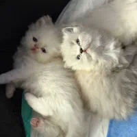 توله پرشین و بریتیش هیمالین